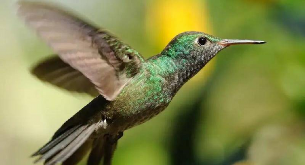 世界上最小的鸟叫什么名字