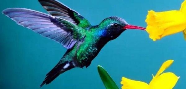 世界上最小的鸟叫什么名字