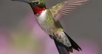 世界上最小的鸟叫什么名字