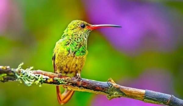 世界上最小的鸟叫什么名字