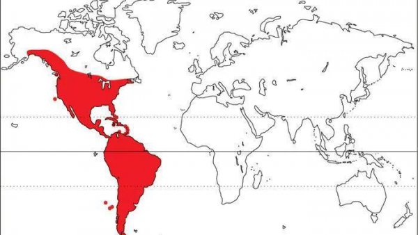 世界上最小的鸟叫什么名字