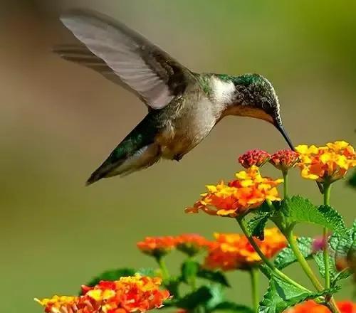 世界上最小的鸟叫什么名字