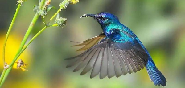 世界上最小的鸟叫什么名字