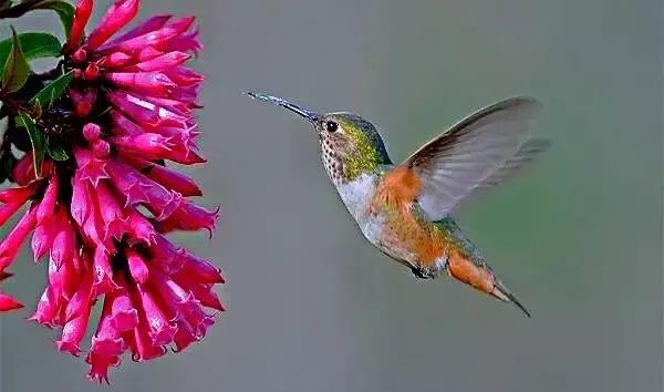 世界上最小的鸟叫什么名字