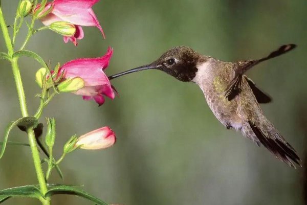 世界上最小的鸟叫什么名字