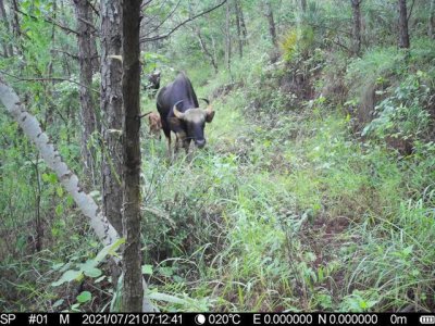 世界上最大的牛是哪种牛图片 白肢野牛有多长有多重