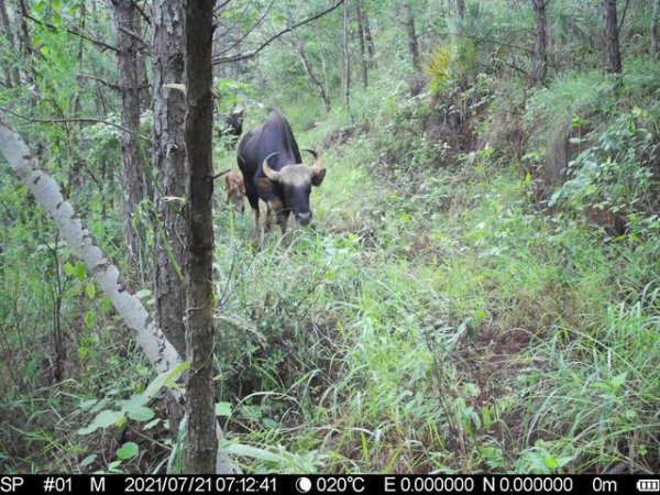 世界上最大的牛是哪种牛图片