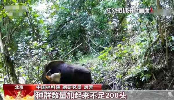 世界上最大的牛是哪种牛图片