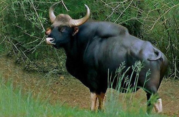 世界上最大的牛是哪种牛图片