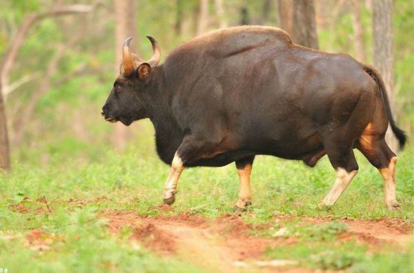 世界上最大的牛是哪种牛图片