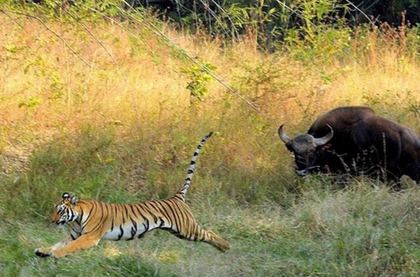 世界上最大的牛是哪种牛图片