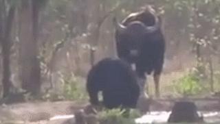 世界上最大的牛是哪种牛图片