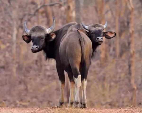 世界上最大的牛是哪种牛图片