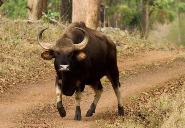 世界上最大的牛是哪种牛图片