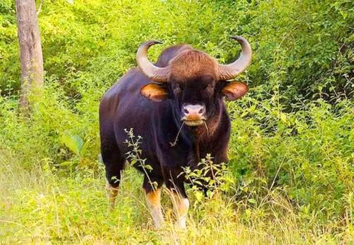 世界上最大的牛是哪种牛图片