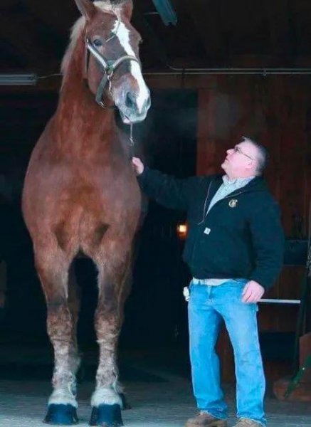 世界上最大的马品种有多大