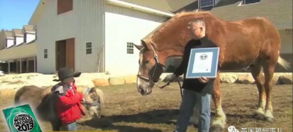 世界上最大的马品种有多大