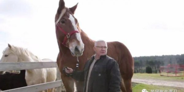 世界上最大的马品种有多大