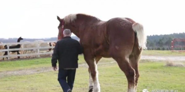 世界上最大的马品种有多大