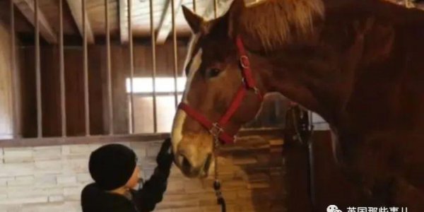 世界上最大的马品种有多大