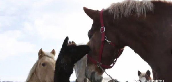 世界上最大的马品种有多大