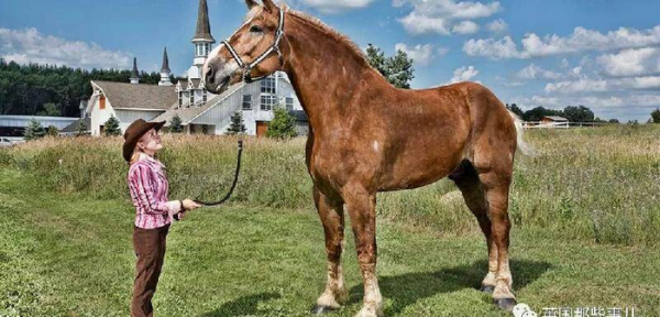 世界上最大的马品种有多大