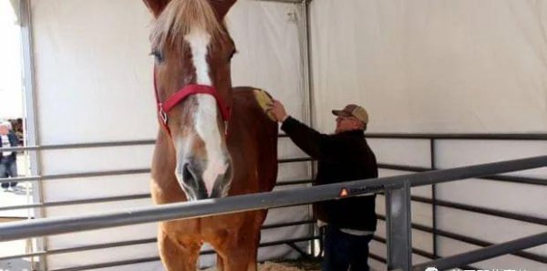 世界上最大的马品种有多大