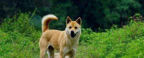 世界上十大最可爱的狗