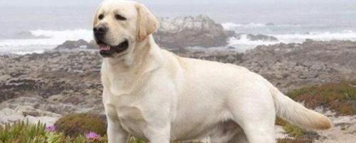 世界上十大最可爱的狗