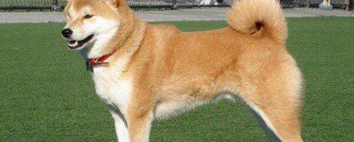 世界上十大最可爱的狗