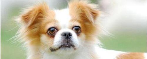 世界上十大最可爱的狗