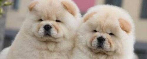 世界上十大最可爱的狗