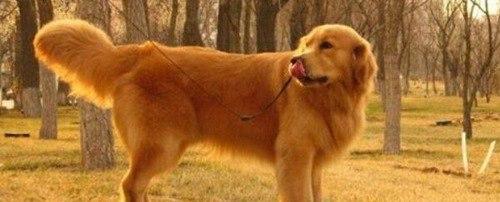 世界上十大最可爱的狗