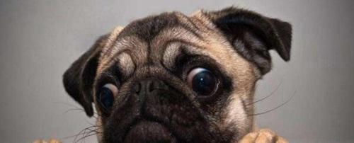 世界上十大最可爱的狗