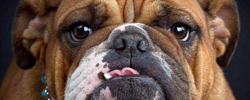 世界上十大最可爱的狗