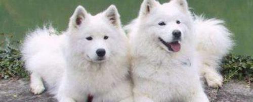 世界上十大最可爱的狗