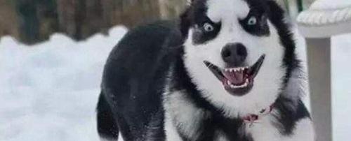 世界上十大最可爱的狗