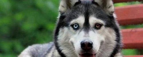 世界上十大最可爱的狗