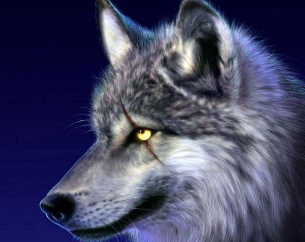 世界上最大的狼品种有多大