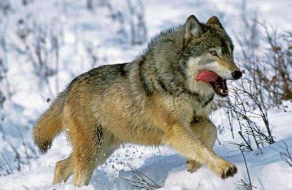 世界上最大的狼品种有多大