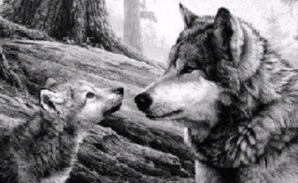 世界上最大的狼品种有多大