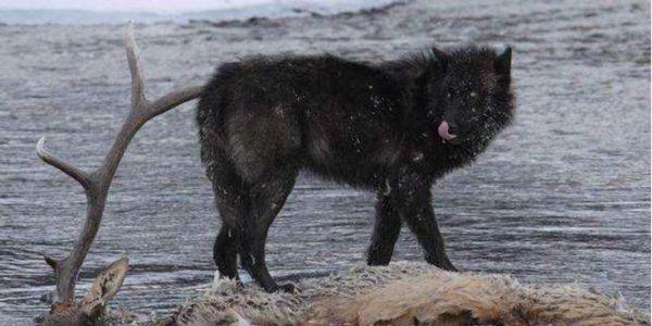 世界上最大的狼品种有多大