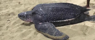 世界上最大的龟是什么龟图片 最大乌龟棱皮龟有多大