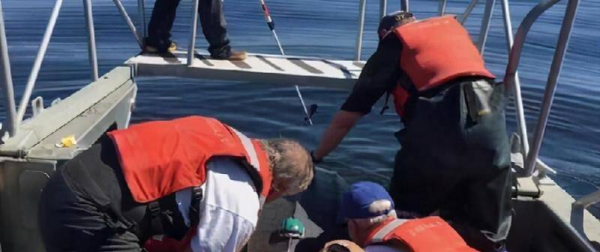 世界上最大的龟是什么龟图片