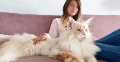 世界上最贵的猫咪排行榜 最贵的宠物猫排名前十品种