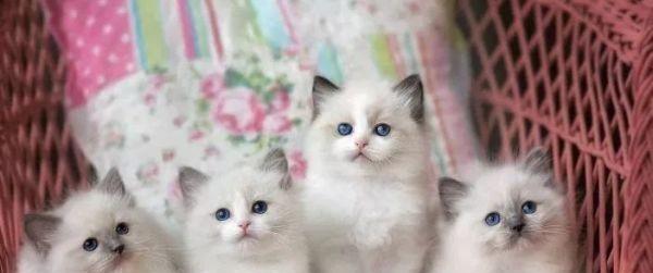 世界上最贵的猫咪排行榜