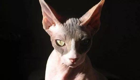 世界上最贵的猫咪排行榜