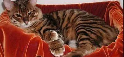 世界上最贵的猫咪排行榜