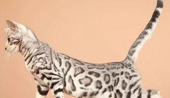 世界上最贵的猫咪排行榜