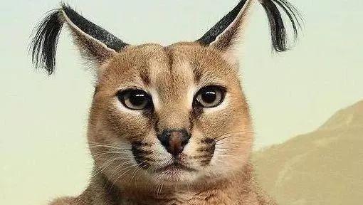 世界上最贵的猫咪排行榜